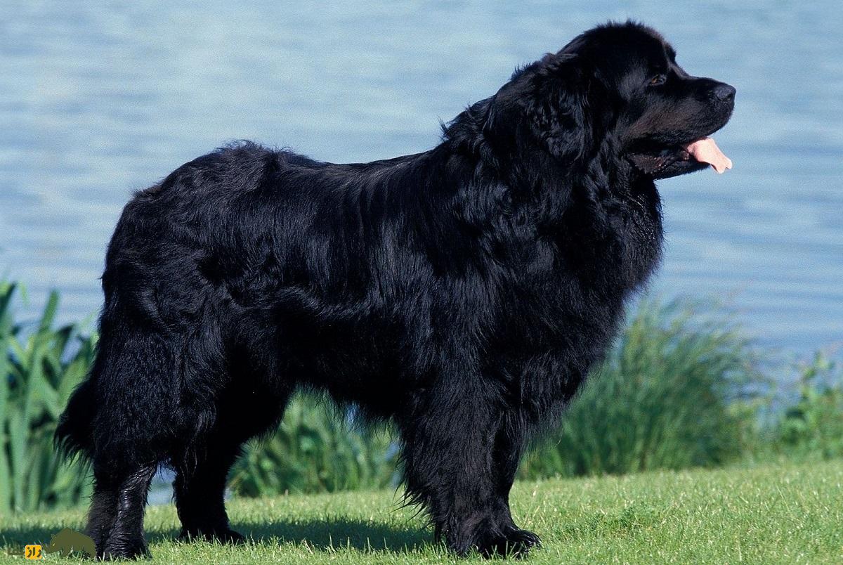 نژاد سگ نیوفاندلند