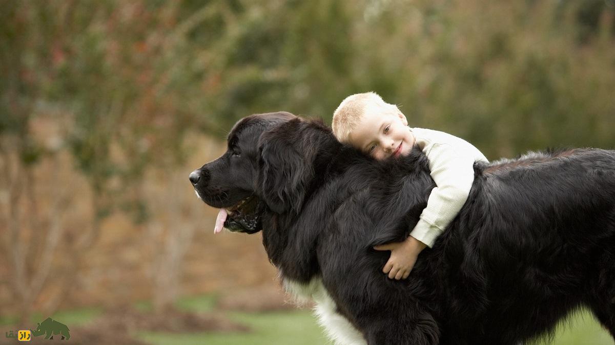 نژاد سگ نیوفاندلند