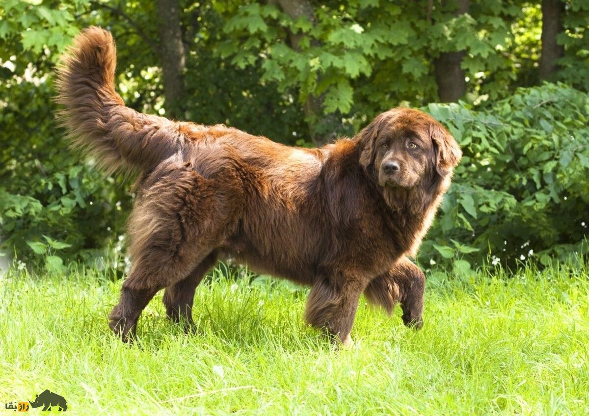 نژاد سگ نیوفاندلند