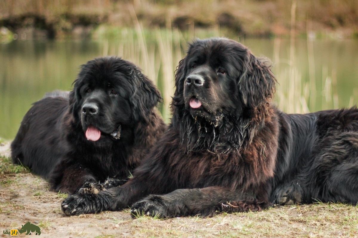 نژاد سگ نیوفاندلند