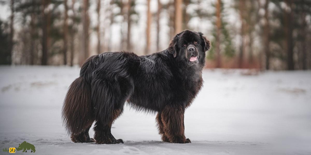 نژاد سگ نیوفاندلند