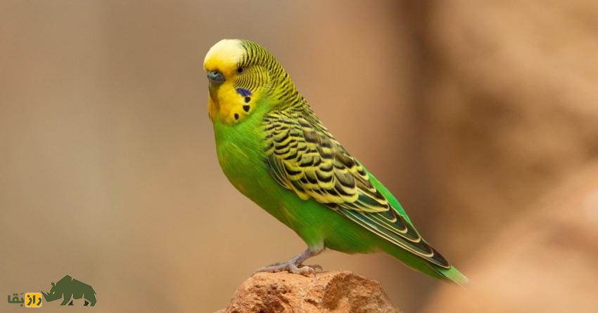 پاک؛ معروفترین مرغ عشق دنیا که ۱۷۲۸ کلمه معنادار یاد گرفت و رکورد سخنگوترین پرنده دنیا را شکست پاک؛ معروفترین مرغ عشق دنیا