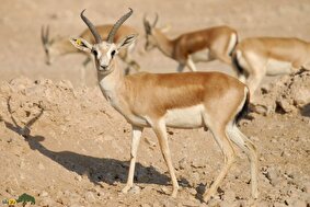 آهوی گواتردار ایرانی؛ زیباترین آهوی ایران و نماد عشق که ۶۰ کیلومتر در ساعت سرعت دارد