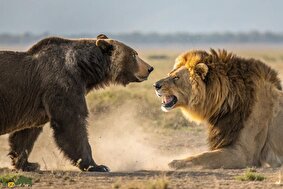 خرس قویتر است یا شیر و نتیجه جنگ این دو پادشاه چه خواهد شد؟