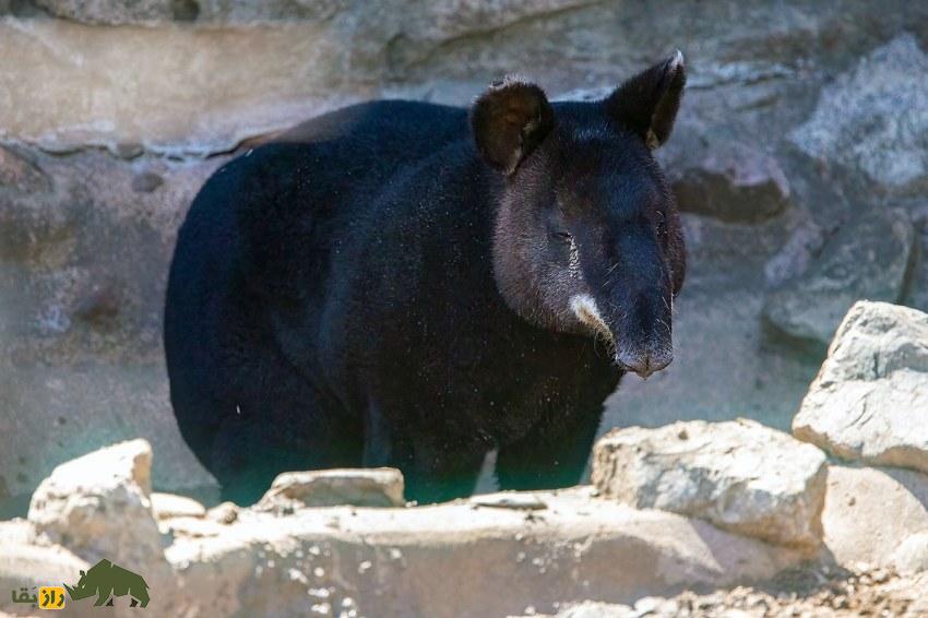 تاپیر کوهستان: یکی از عجیبترین پستانداران دنیا معروف به «باغبان کوهستان» که بازمانده عصر یخبندان است تاپیر کوهستان