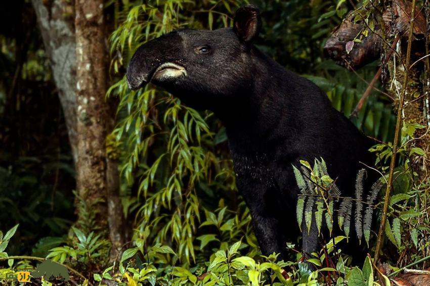 تاپیر کوهستان: یکی از عجیبترین پستانداران دنیا معروف به «باغبان کوهستان» که بازمانده عصر یخبندان است تاپیر کوهستان