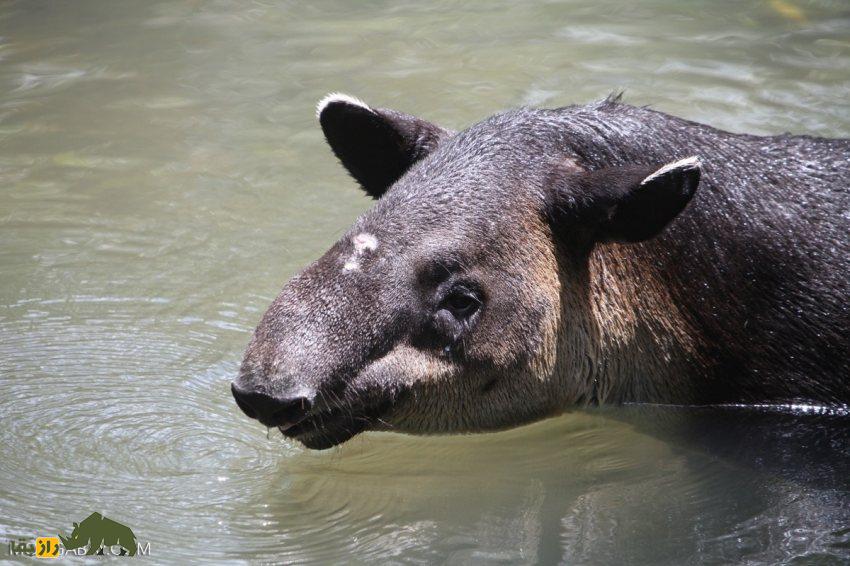 تاپیر کوهستان: یکی از عجیبترین پستانداران دنیا معروف به «باغبان کوهستان» که بازمانده عصر یخبندان است تاپیر کوهستان