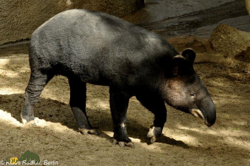 تاپیر کوهستان: یکی از عجیبترین پستانداران دنیا معروف به «باغبان کوهستان» که بازمانده عصر یخبندان است تاپیر کوهستان