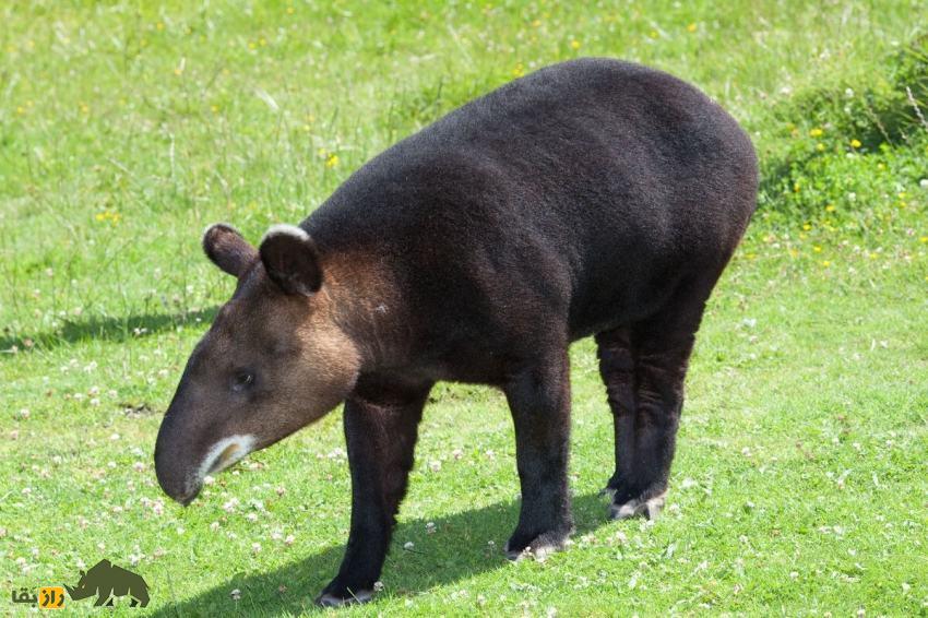 تاپیر کوهستان: یکی از عجیبترین پستانداران دنیا معروف به «باغبان کوهستان» که بازمانده عصر یخبندان است تاپیر کوهستان