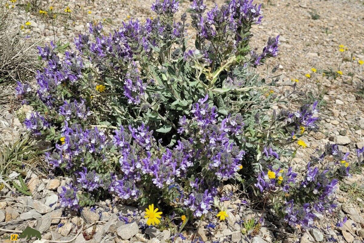 مورتلخ؛ گیاه معروف هرمزگان که بیماری‌های پوستی و نفخ معده را درمان می‌کند