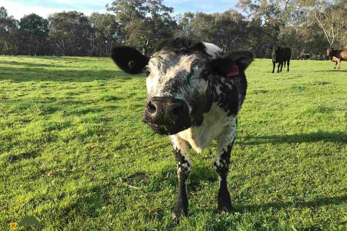 بیگ برتا؛ پیرترین گاو دنیا که با ۴۸ سال عمر و ۳۹ زایمان رکورد جهانی گینس را شکست بیگ برتا؛ پیرترین گاو دنیا که با ۴۸ سال عمر و ۳۹ زایمان رکورد جهانی گینس را شکست