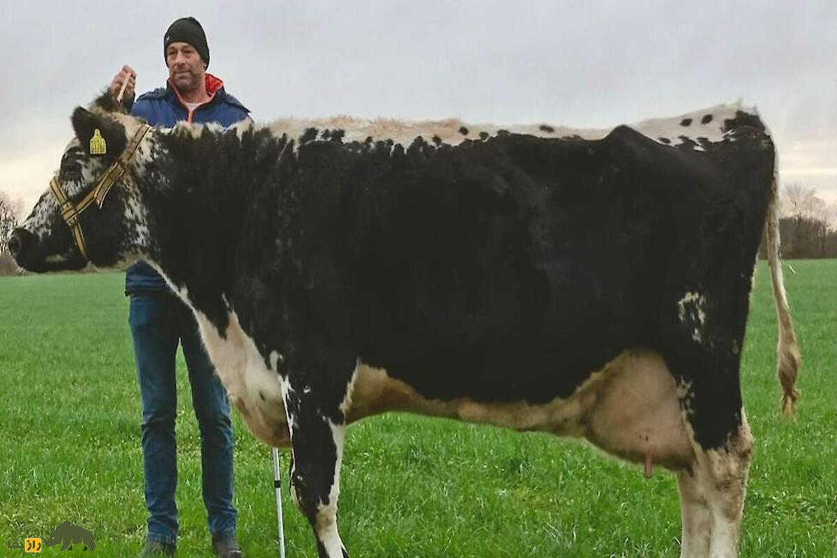 بیگ برتا؛ پیرترین گاو دنیا که با ۴۸ سال عمر و ۳۹ زایمان رکورد جهانی گینس را شکست بیگ برتا؛ پیرترین گاو دنیا که با ۴۸ سال عمر و ۳۹ زایمان رکورد جهانی گینس را شکست