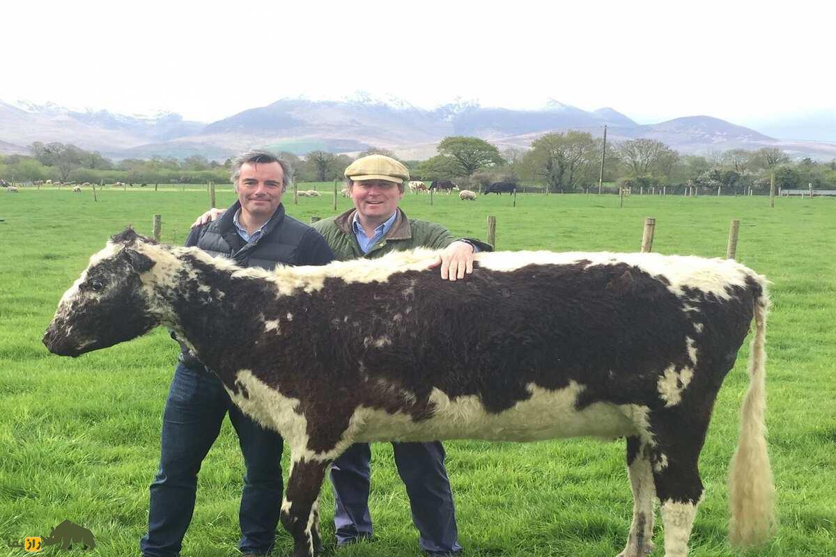 بیگ برتا؛ پیرترین گاو دنیا که با ۴۸ سال عمر و ۳۹ زایمان رکورد جهانی گینس را شکست بیگ برتا؛ پیرترین گاو دنیا که با ۴۸ سال عمر و ۳۹ زایمان رکورد جهانی گینس را شکست