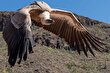 دال؛ کرکسی آدمخوار با اسید معده قویتر از اسید باتری که طاعون و سیاهزخم را نابود میکند