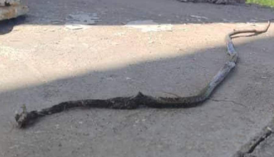 مارهای غولپیکر به عنبرآباد کرمان حمله کردند! مارهای غولپیکر به عنبرآباد کرمان حمله کردند!