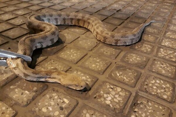 مارهای غولپیکر به عنبرآباد کرمان حمله کردند! مارهای غولپیکر به عنبرآباد کرمان حمله کردند!