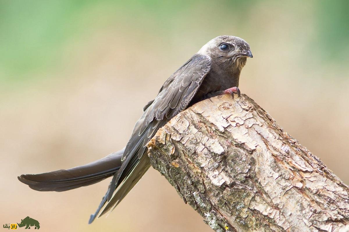 بادخورَک؛ پرندهای که ۹ روز پشت سرهم پرواز میکند و ۶ ماه از زندگی خود را در آسمان سپری میکند بادخورَک