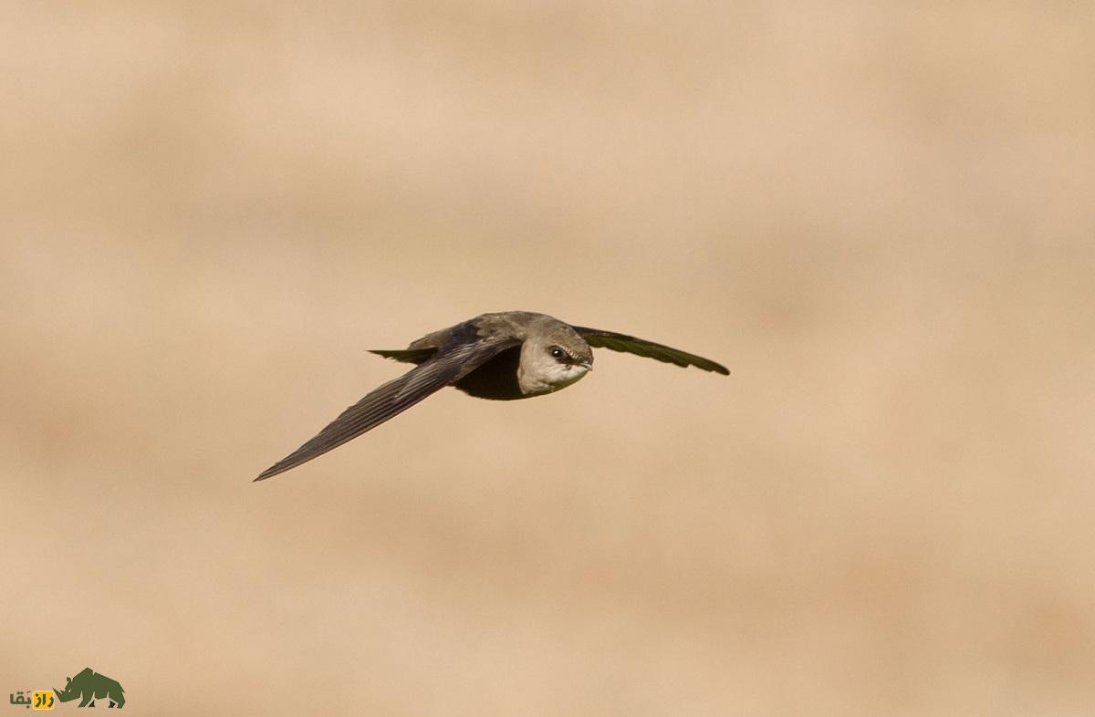 بادخورَک؛ پرندهای که ۹ روز پشت سرهم پرواز میکند و ۶ ماه از زندگی خود را در آسمان سپری میکند بادخورَک