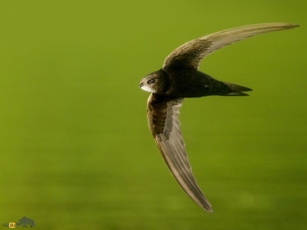 بادخورَک؛ پرندهای که ۹ روز پشت سرهم پرواز میکند و ۶ ماه از زندگی خود را در آسمان سپری میکند بادخورَک