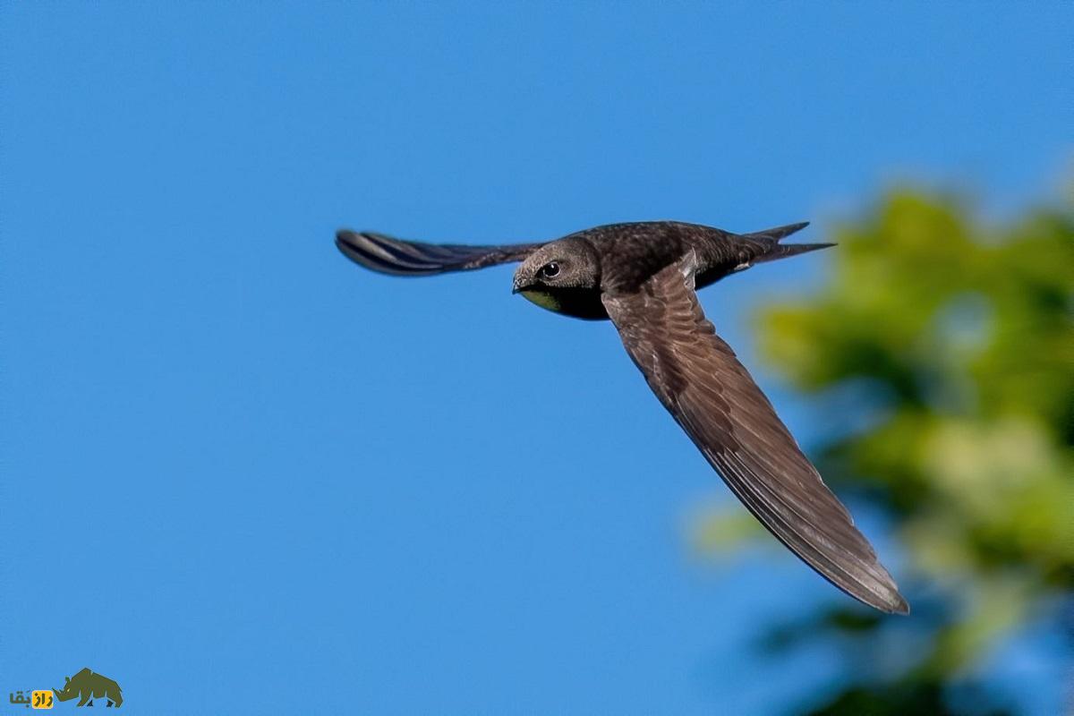بادخورَک؛ پرندهای که ۹ روز پشت سرهم پرواز میکند و ۶ ماه از زندگی خود را در آسمان سپری میکند بادخورَک