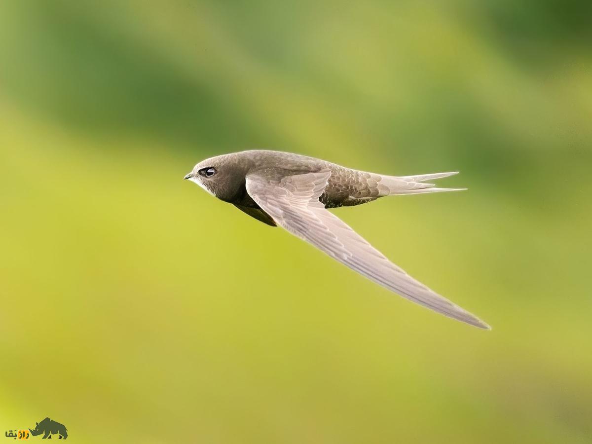 بادخورَک؛ پرندهای که ۹ روز پشت سرهم پرواز میکند و ۶ ماه از زندگی خود را در آسمان سپری میکند بادخورَک