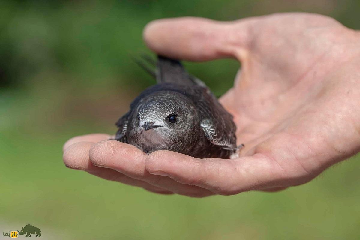 بادخورَک؛ پرندهای که ۹ روز پشت سرهم پرواز میکند و ۶ ماه از زندگی خود را در آسمان سپری میکند بادخورَک