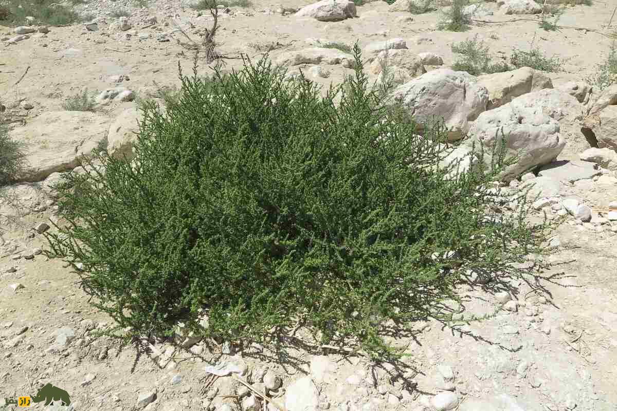 سمسیل یا سیاه‌شور مصری؛ چطور این گیاه شور، دردهای کلیوی را درمان می‌کند