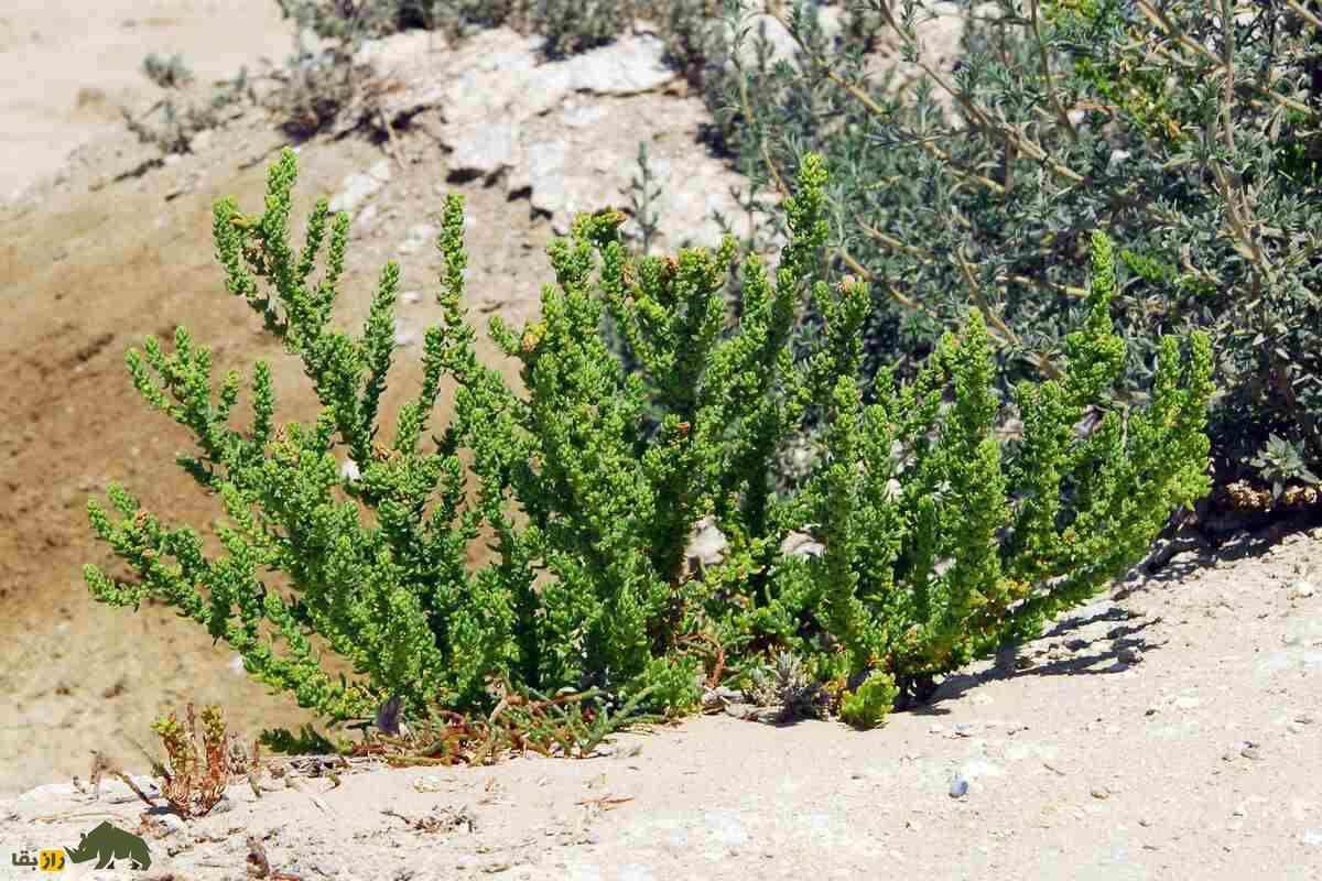 سمسیل یا سیاه‌شور مصری؛ چطور این گیاه شور، دردهای کلیوی را درمان می‌کند