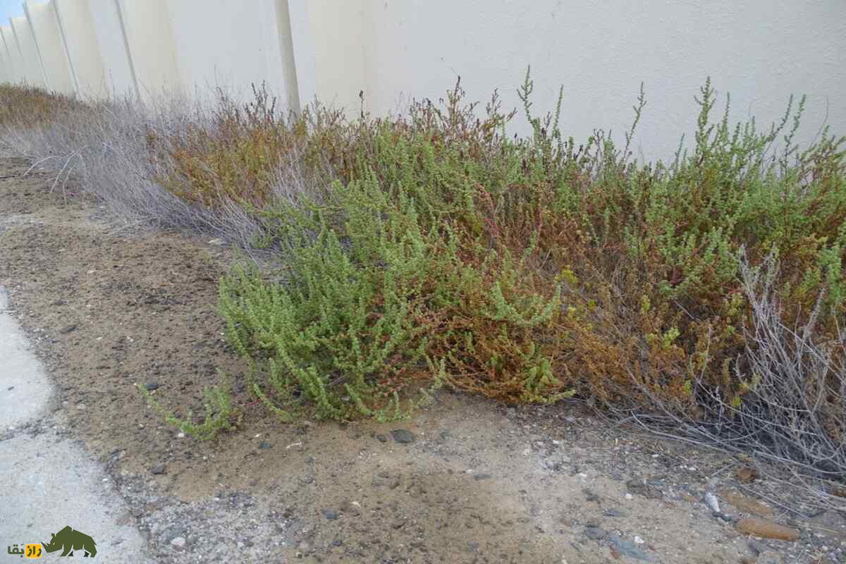 سمسیل یا سیاه‌شور مصری؛ چطور این گیاه شور، دردهای کلیوی را درمان می‌کند