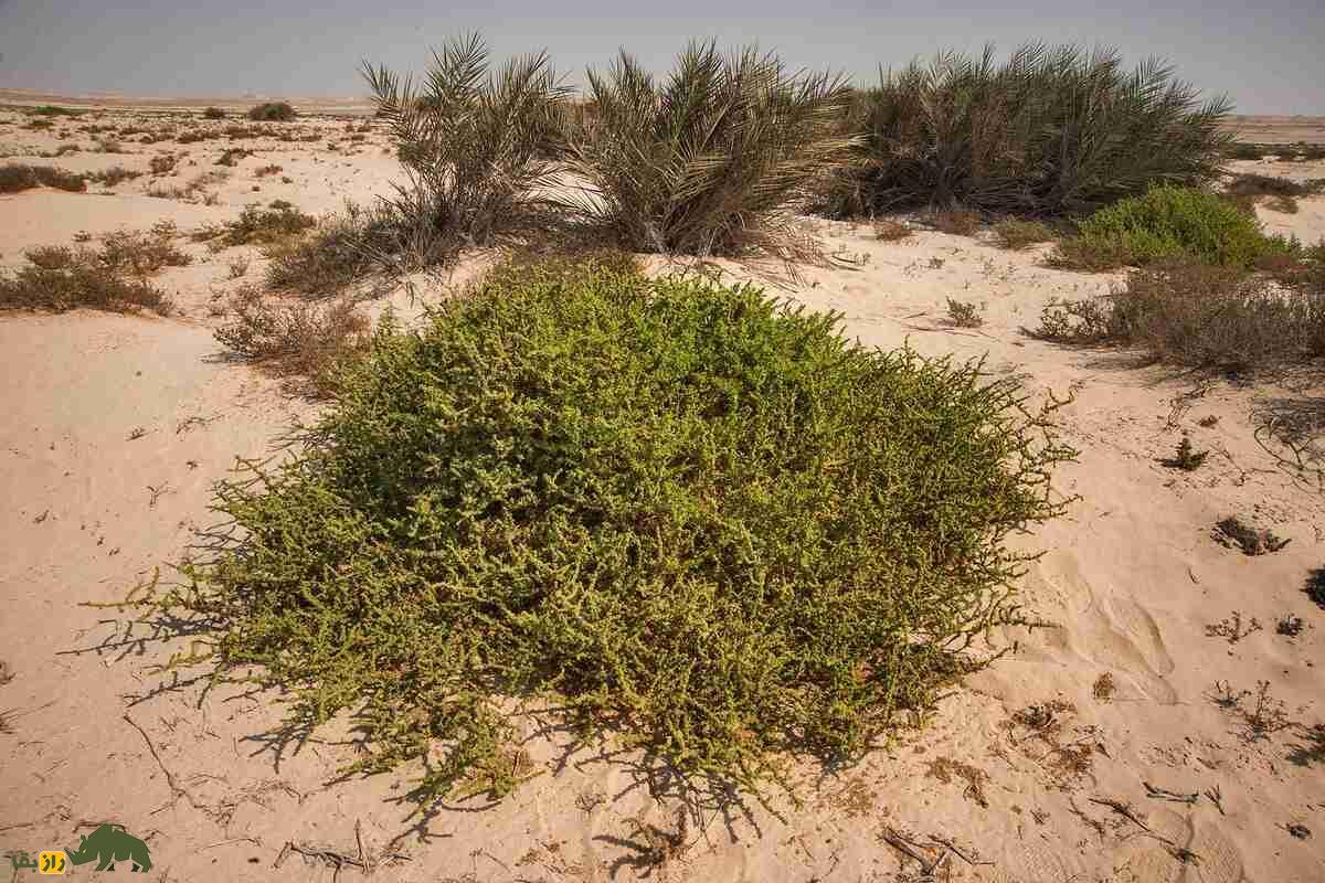 سمسیل یا سیاه‌شور مصری؛ چطور این گیاه شور، دردهای کلیوی را درمان می‌کند