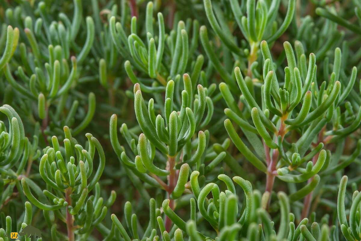 سمسیل یا سیاه‌شور مصری؛ چطور این گیاه شور، دردهای کلیوی را درمان می‌کند