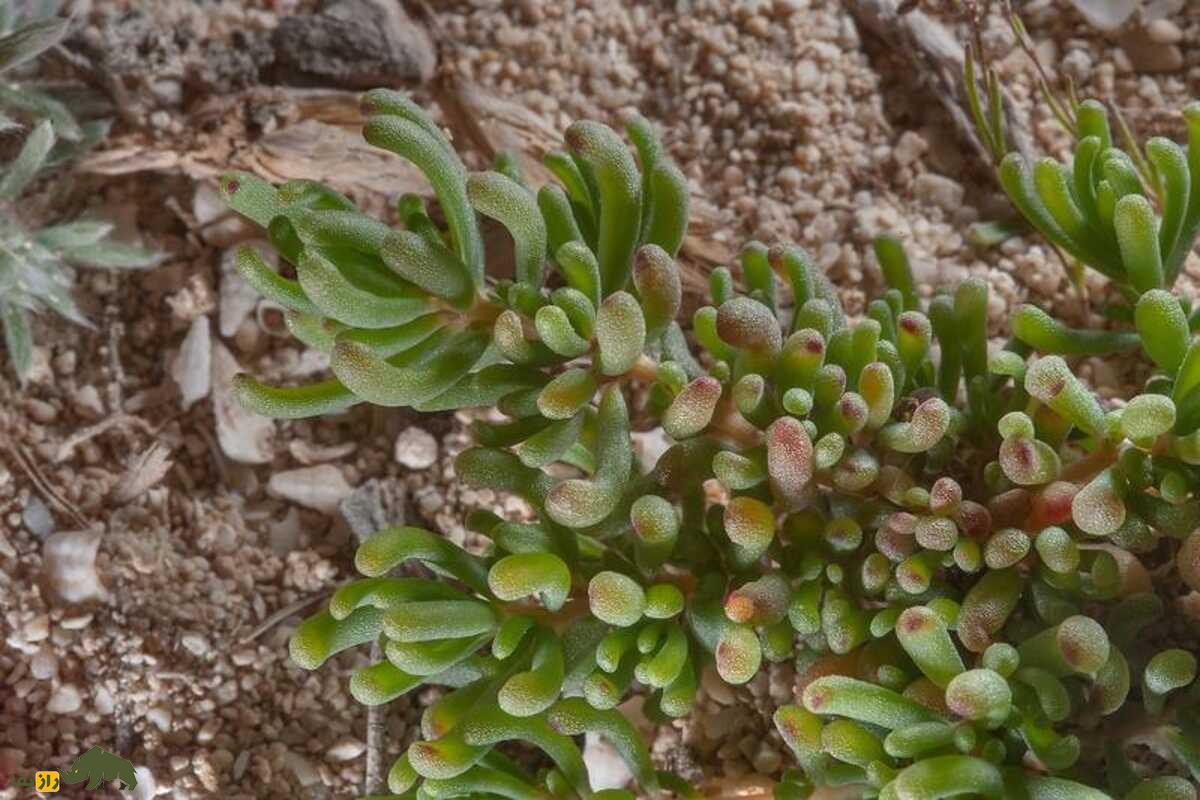 سمسیل یا سیاه‌شور مصری؛ چطور این گیاه شور، دردهای کلیوی را درمان می‌کند