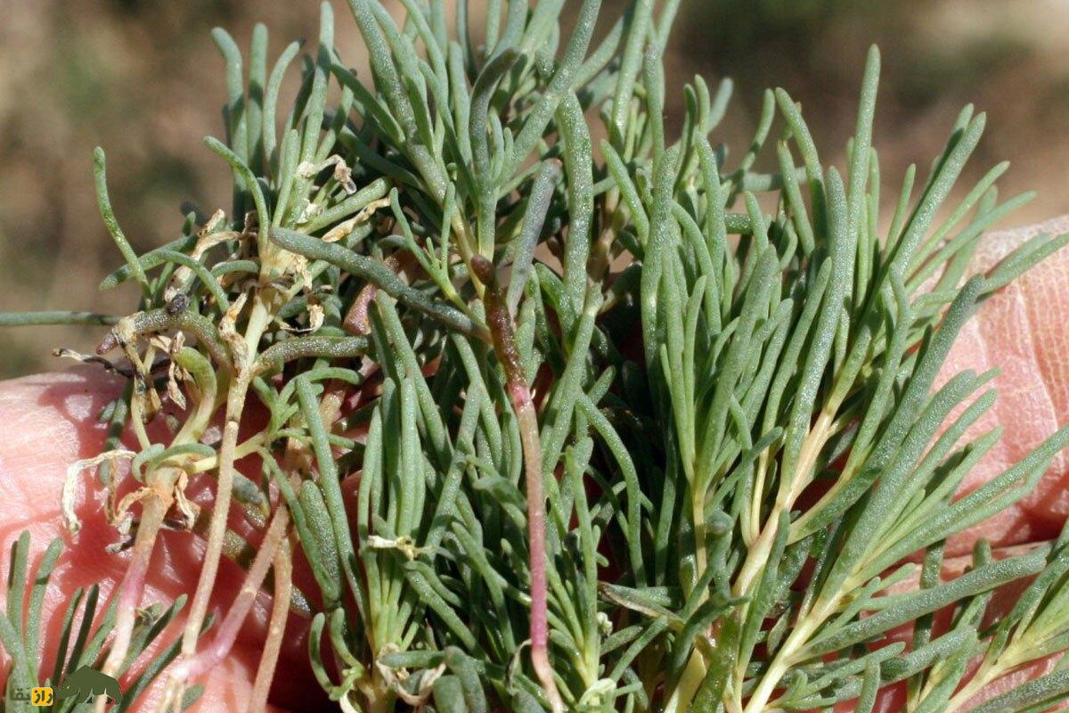 سمسیل یا سیاه‌شور مصری