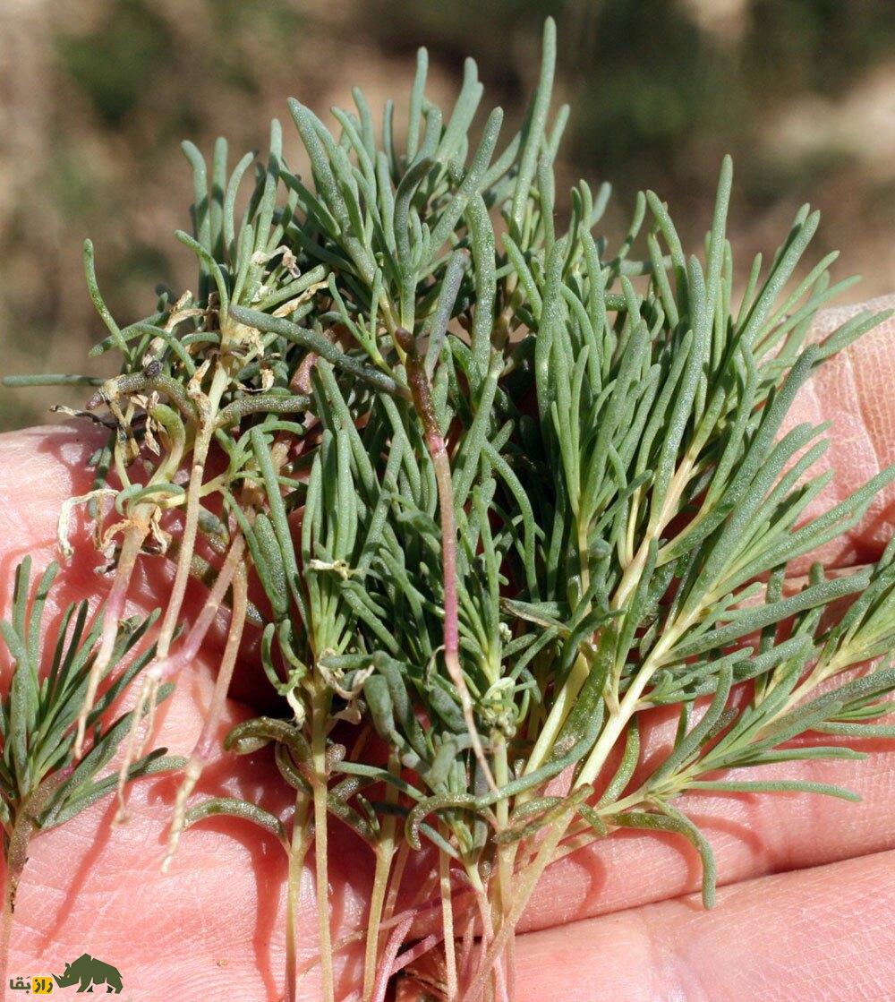 سمسیل یا سیاه‌شور مصری