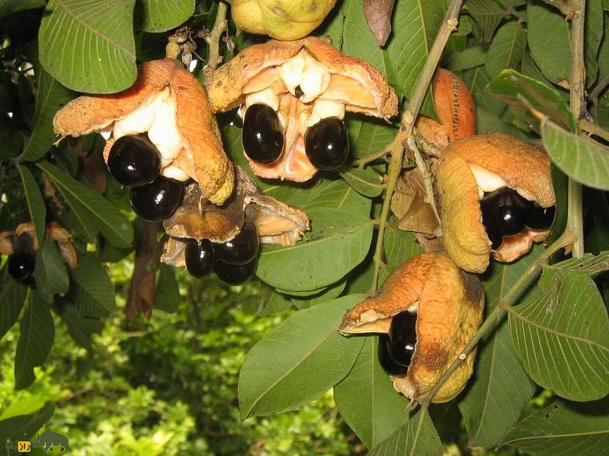 میوه آکی: میوه ملی کشور جامائیکا با ظاهری عجیب که هم بسیار زیبا و خوشمزه است و هم به شدت سمی و مرگبار است میوه آکی