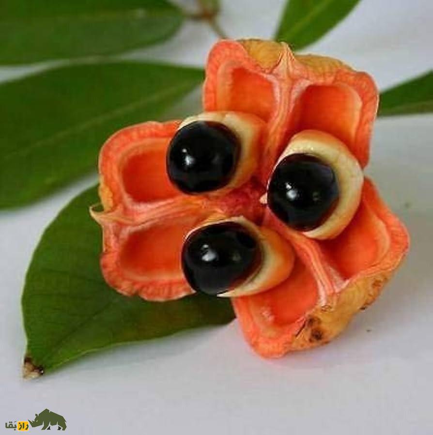 میوه آکی: میوه ملی کشور جامائیکا با ظاهری عجیب که هم بسیار زیبا و خوشمزه است و هم به شدت سمی و مرگبار است میوه آکی