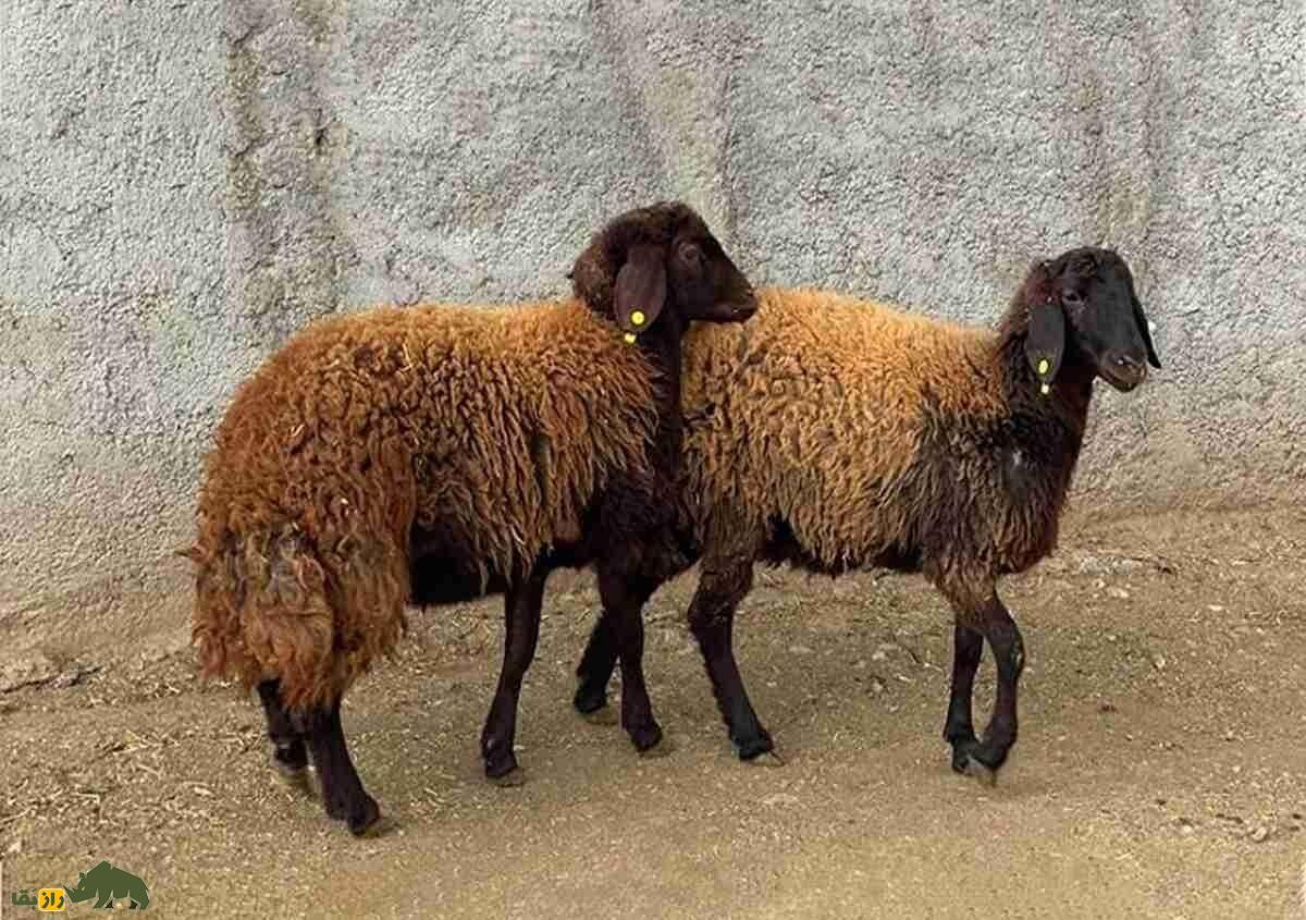 گوسفند افشاری