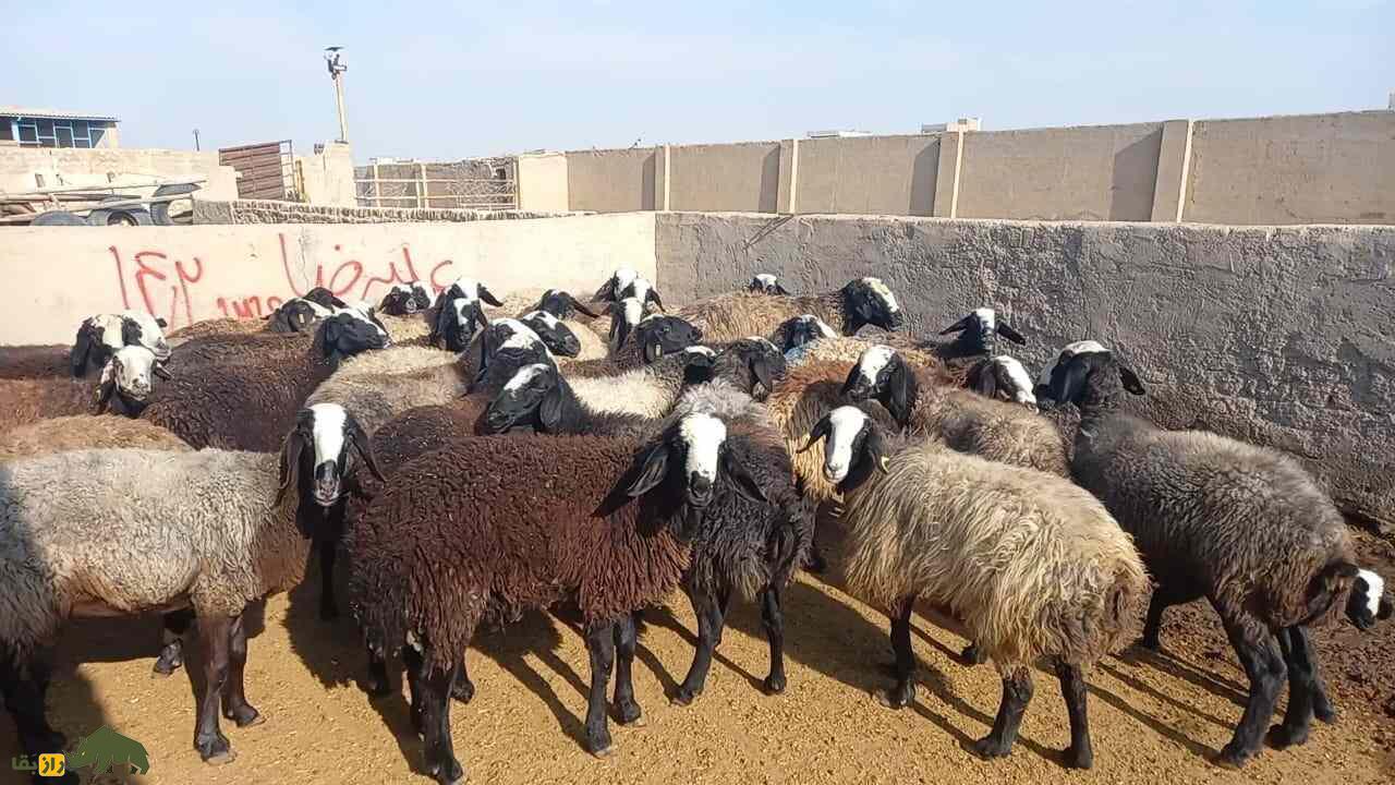 بهترین نژاد گوسفند به لحاظ تولید گوشت و شیر برای نگهداری مزرعه خانگی در ایران کدام است؟