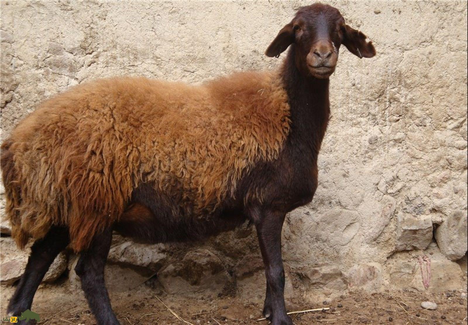 گوسفند افشاری