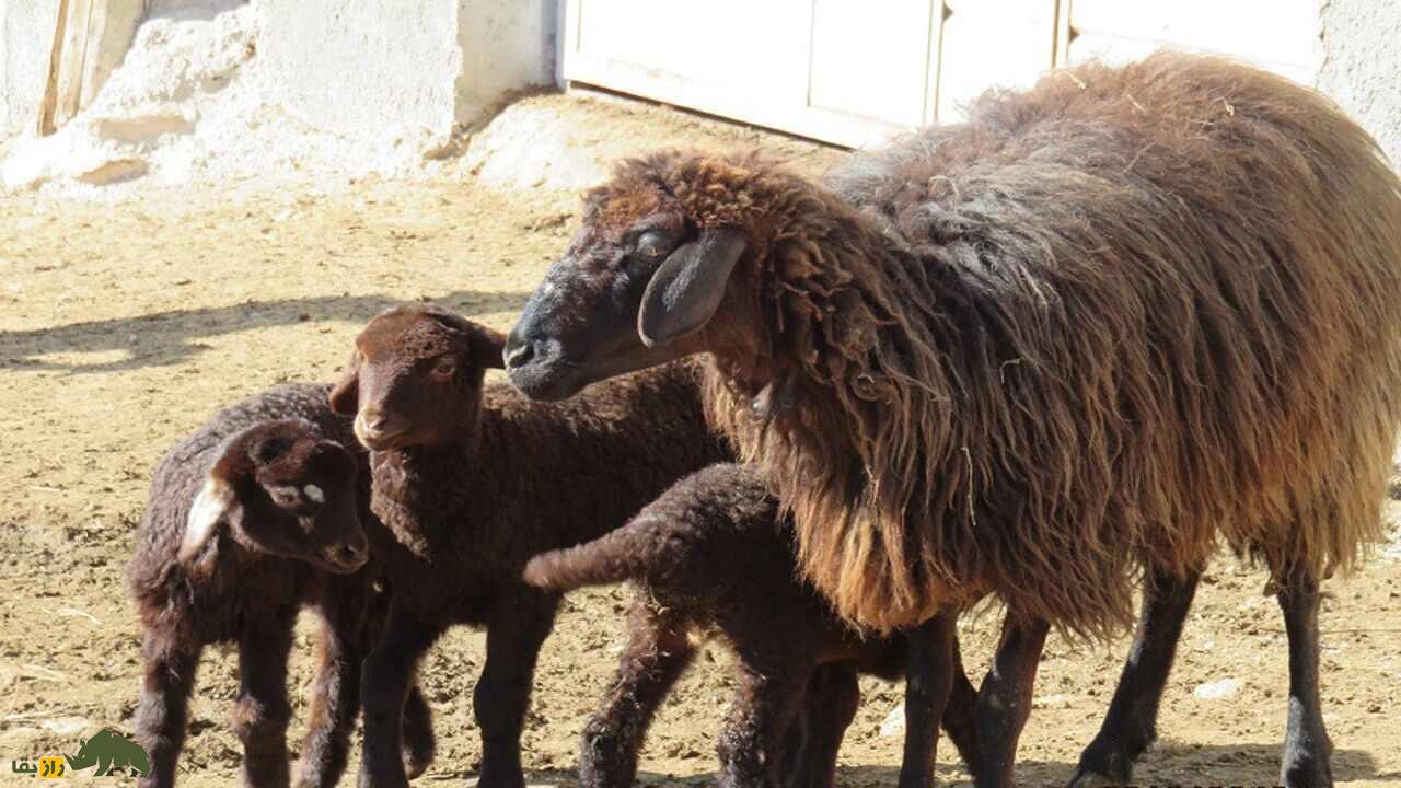 گوسفند کردی