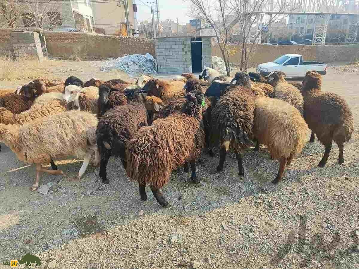 گوسفند کردی