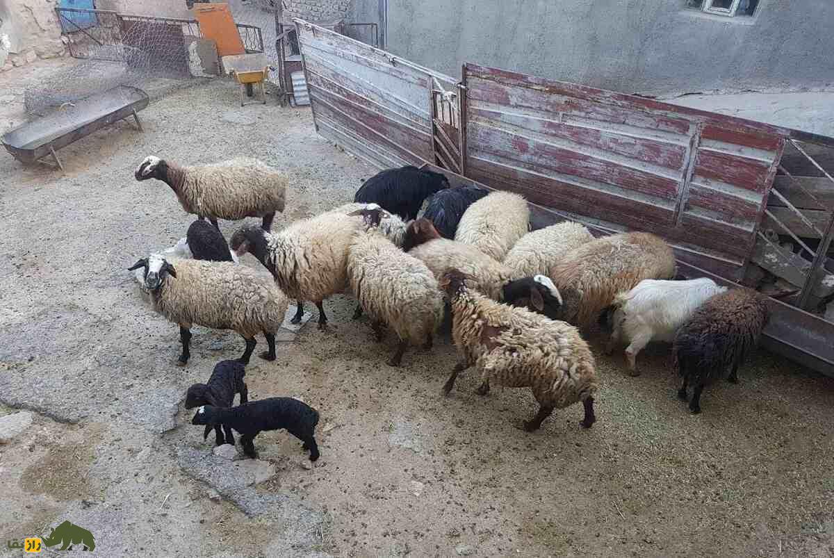 گوسفند مهربان