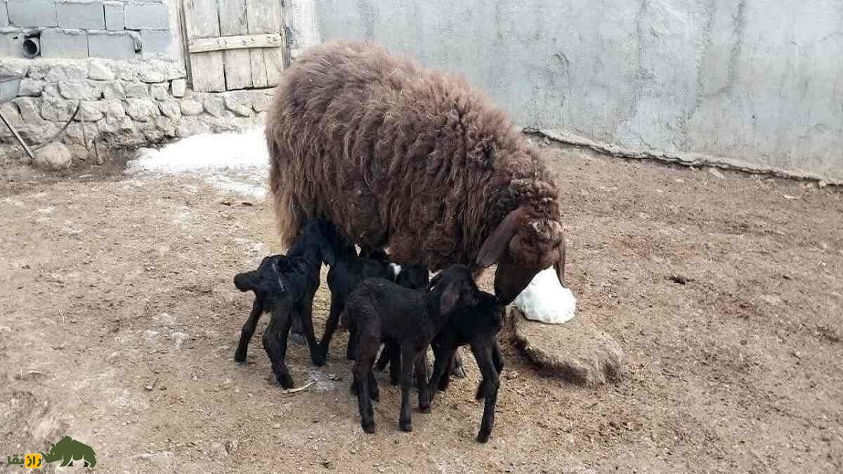 گوسفند افشاری