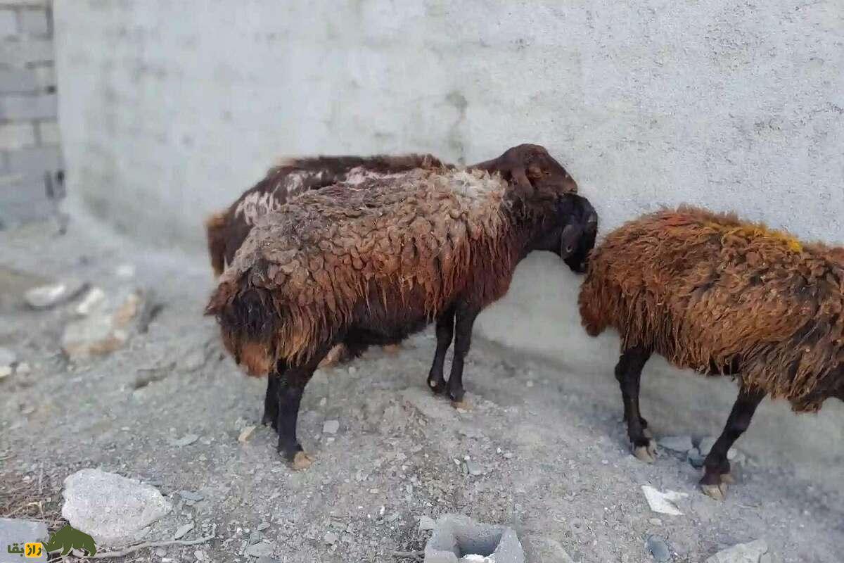 گوسفند افشاری