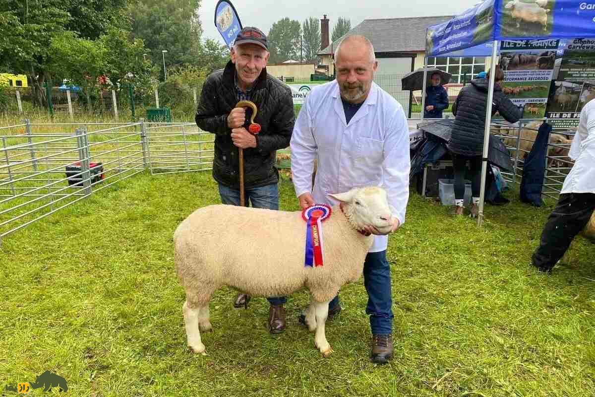 گوسفند ایل دو فرانس