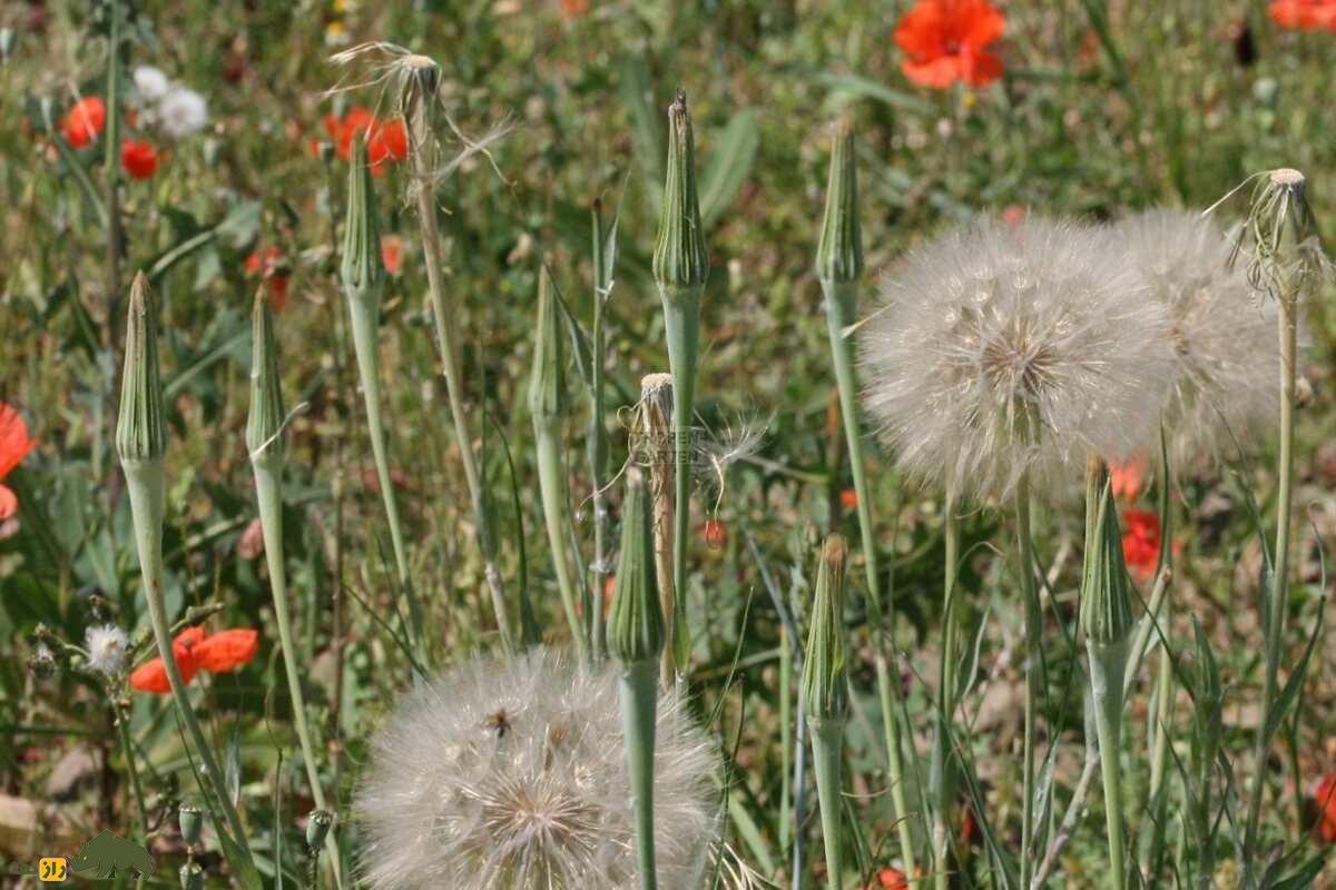 شنگ یا ریش‌بز خالدار؛ گیاه خوشمزه‌ای که در کوهستان‌های سرد ایران می‌روید و تصفیه‌کننده خون در طب سنتی است!