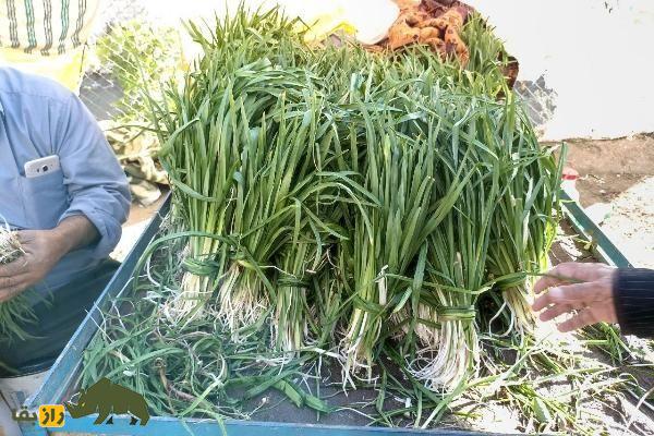 شنگ یا ریش‌بز خالدار