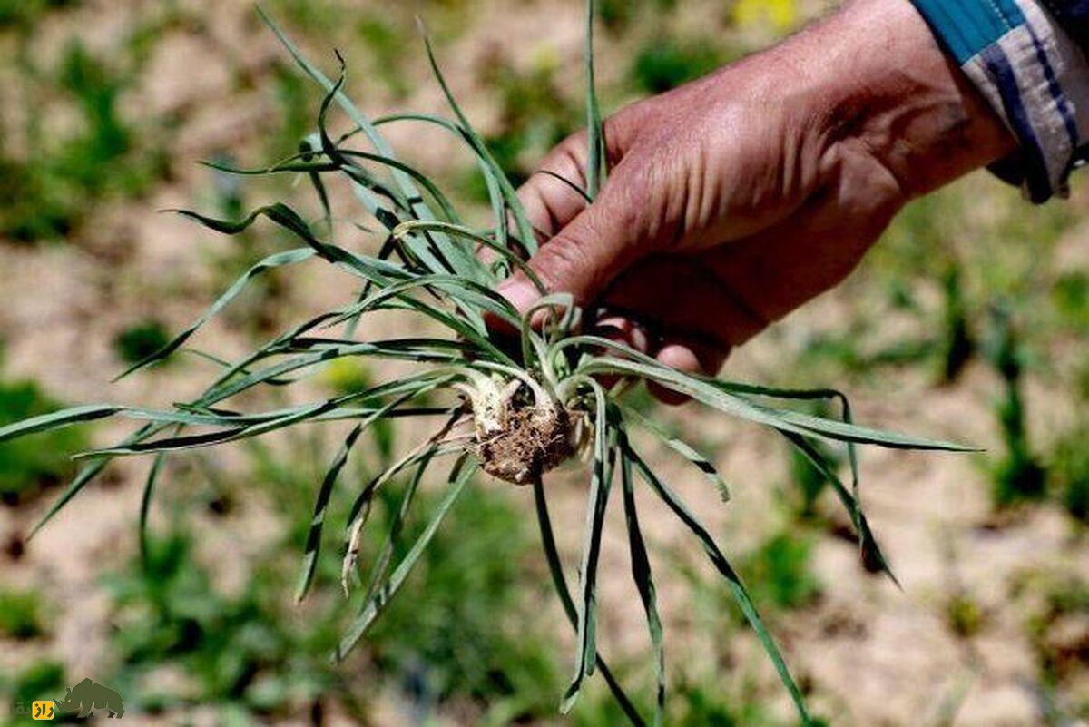 شنگ یا ریش‌بز خالدار