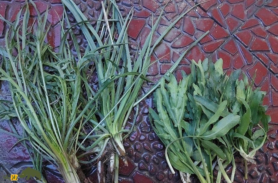 شنگ یا ریش‌بز خالدار