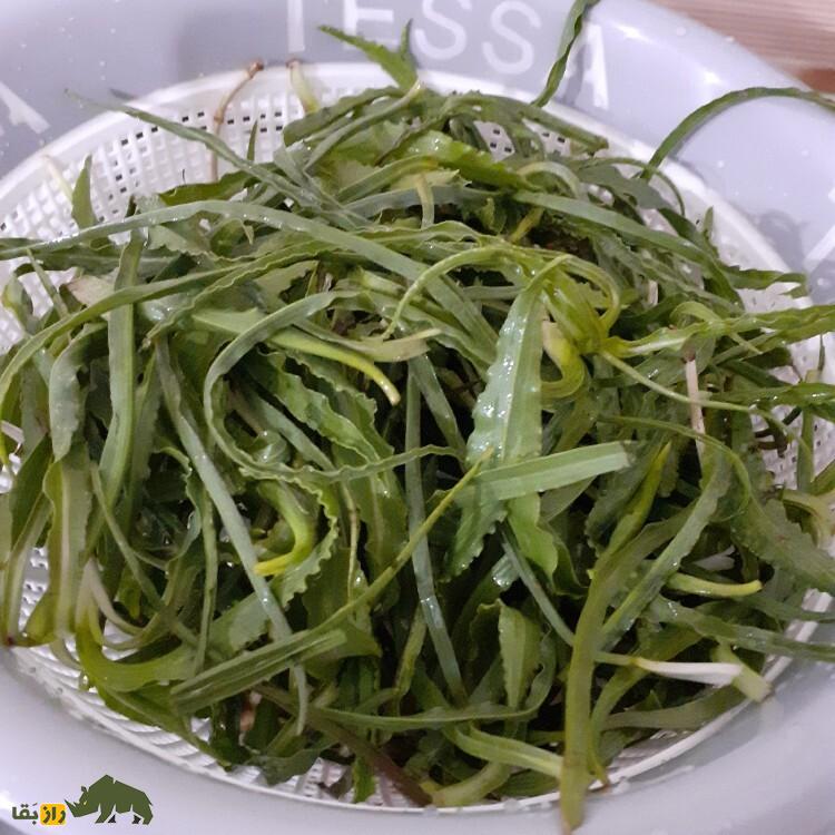 شنگ یا ریش‌بز خالدار